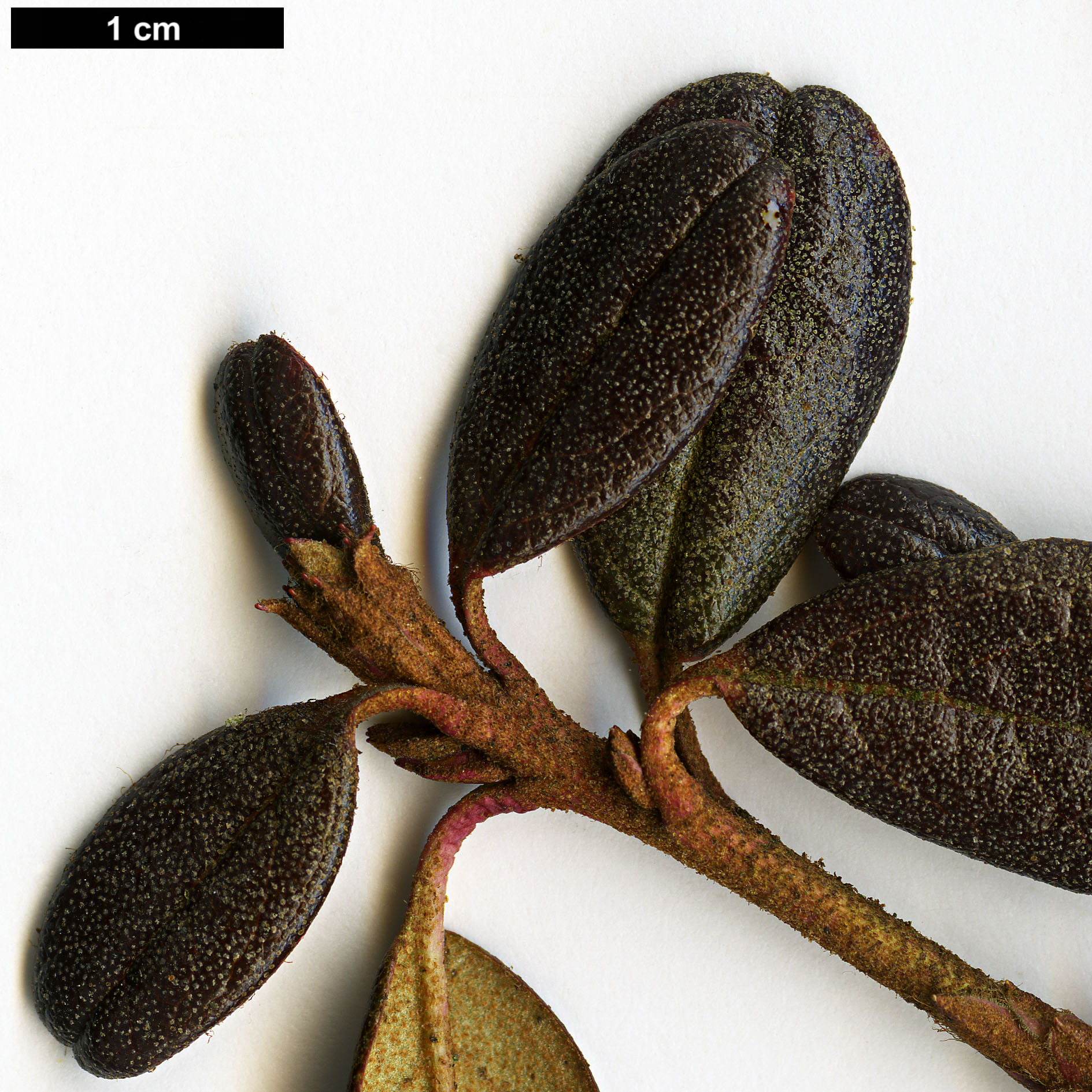 High resolution image: Family: Ericaceae - Genus: Rhododendron - Taxon: cephalanthum - SpeciesSub: subsp. cephalanthum Nmaiense Group